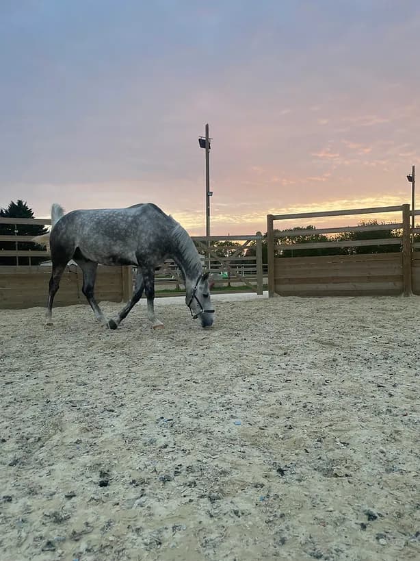 Carrière de dressage